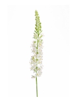 Eremurus creme 105cm